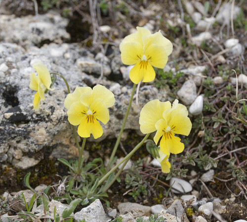 Eugenia's violet (Viola eugeniae)