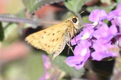 Hylephila phyleus