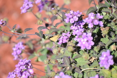Hylephila phyleus
