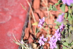 Hylephila phyleus