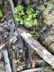 Hydrocotyle callicarpa