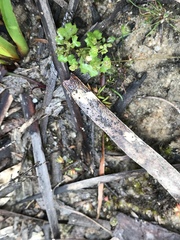 Hydrocotyle callicarpa