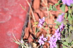 Hylephila phyleus
