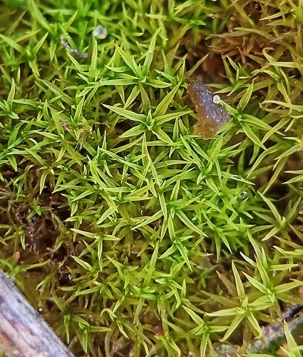 Spreading-leaved Beardless-moss (Weissia squarrosa)