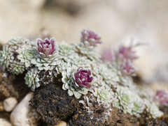 Saxifraga porophylla