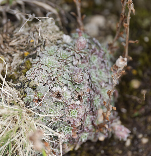 Saxifraga porophylla, photograph 1