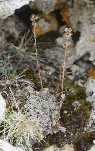 Saxifraga porophylla, photograph 2