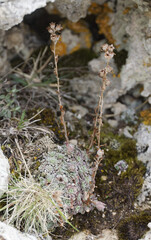 Saxifraga porophylla, photograph (c) Thierry Arbault, some rights reserved (CC BY)