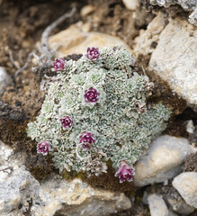 Saxifraga porophylla, photograph (c) Thierry Arbault, some rights reserved (CC BY)