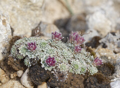 Saxifraga porophylla, photograph (c) Thierry Arbault, some rights reserved (CC BY)