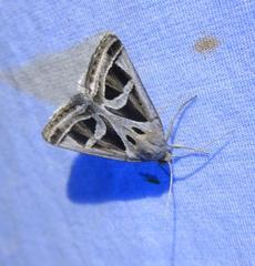 Callistege intercalaris