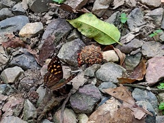 Dodona maculosa