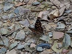 Dodona maculosa