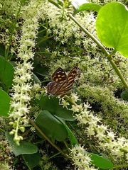 Dodona maculosa