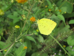 Eurema mandarina