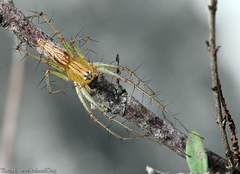 Oxyopes javanus
