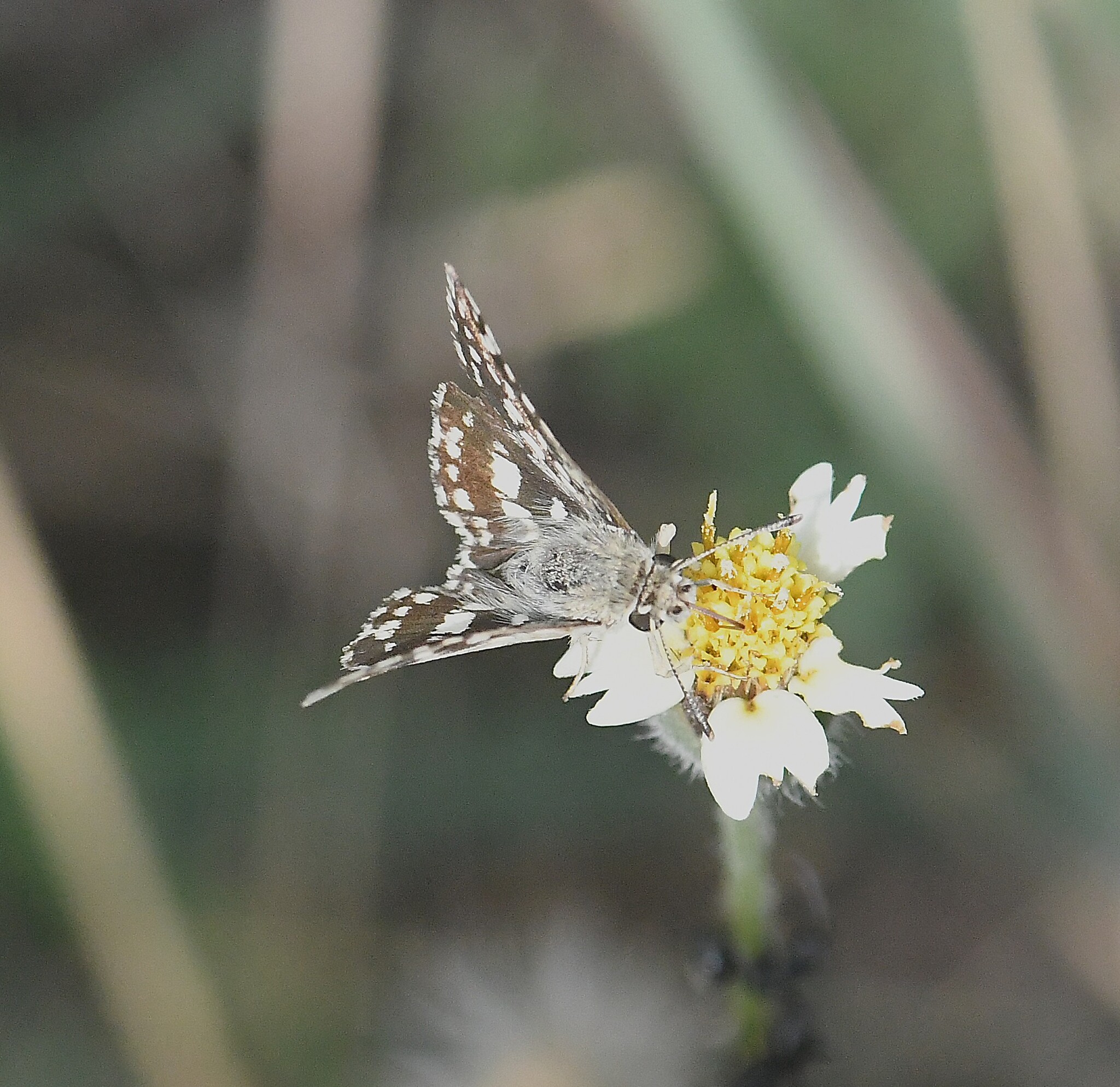 Asian Grizzled Skipper