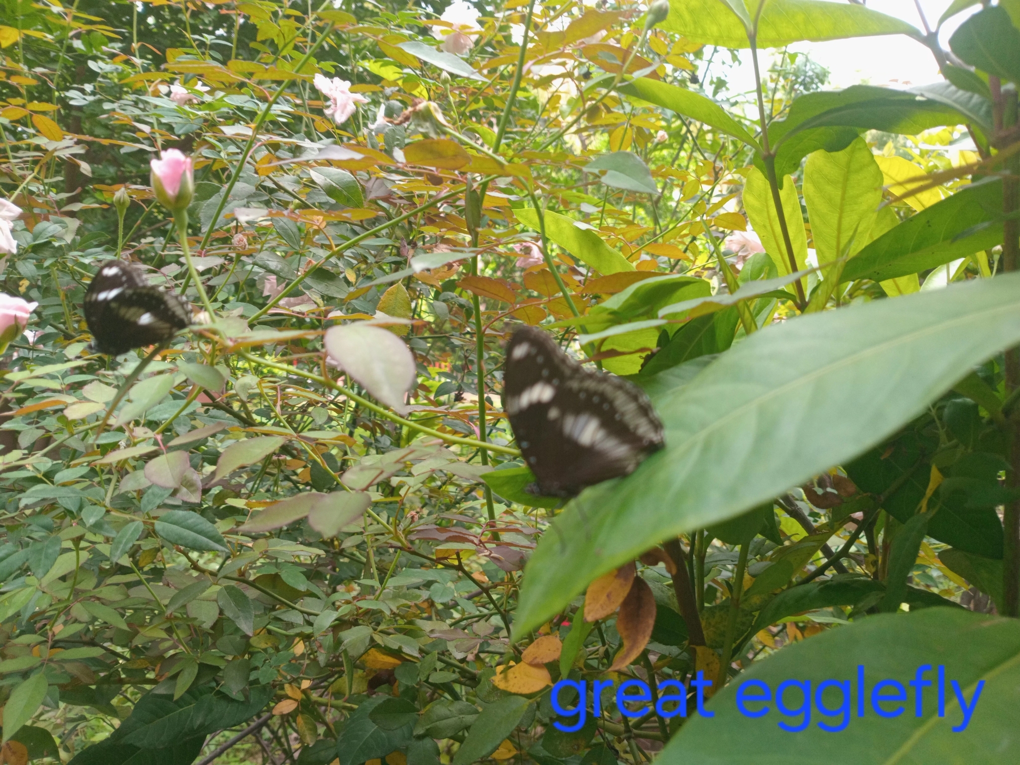 Great Eggfly