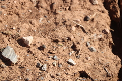 Heterostylum robustum