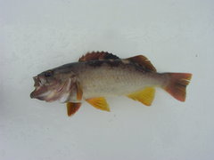 Sebastes serranoides