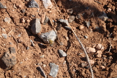 Heterostylum robustum