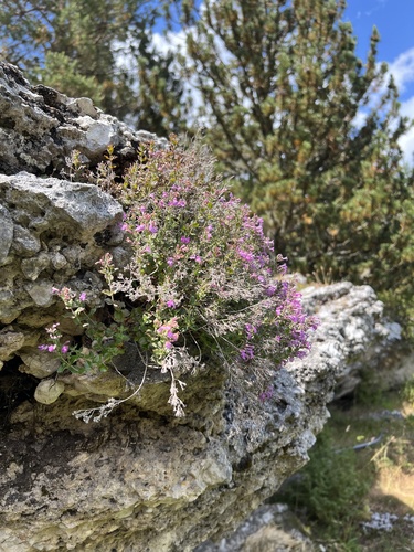 Dinaric Mountain Savory (Micromeria croatica)