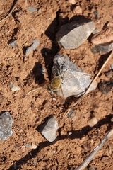 Heterostylum robustum