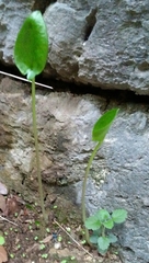 Arisarum