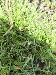 Schoenus maschalinus