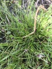 Schoenus maschalinus