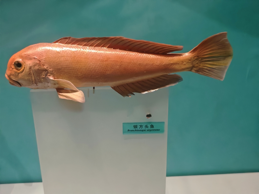 Zilveren tegelvis (Branchiostegus argentatus) — Malacanthidae