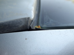 Araneae