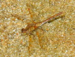 Sympetrum costiferum