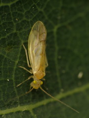 Xanthocaecilius sommermanae