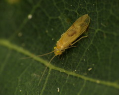Xanthocaecilius sommermanae