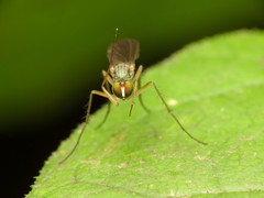 Dolichopus longipennis