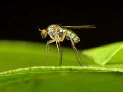 Dolichopus longipennis