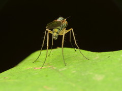 Dolichopus longipennis