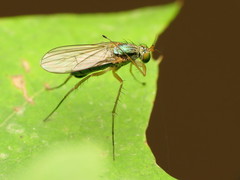 Dolichopus longipennis