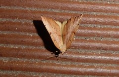 Sestra humeraria