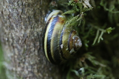 Monadenia infumata callidina