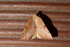 Sestra humeraria