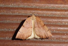 Sestra humeraria