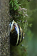 Monadenia infumata callidina