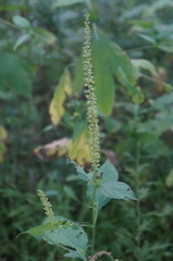 Ambrosia trifida trifida