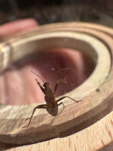 Ant Damselbug, Burgsteeg, Leiden, South Holland, NL, photo 8 of 10