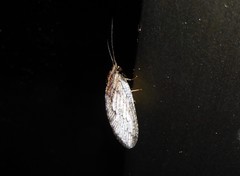 Wesmaelius subnebulosus