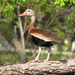 Black-bellied Whistling-Duck - Photo (c) mlhradio, some rights reserved (CC BY-NC)