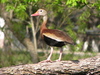Black-bellied Whistling-Duck - Photo (c) mlhradio, some rights reserved (CC BY-NC)