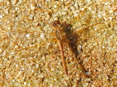 Sympetrum costiferum